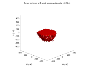 Tumor_spheroid_at_1_week__cross_section